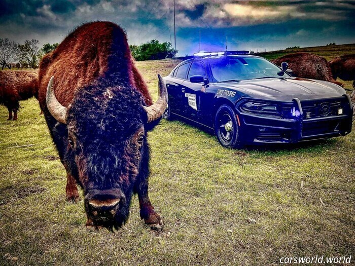Paws, Props, and Patrol Vehicles: Our Completely Unofficial Cruiser Awards | Carscoops